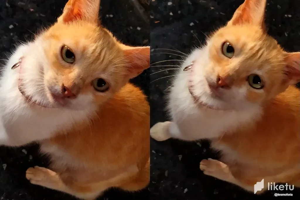 jcALNxoDEe9Nee8S_Cat_10.webp