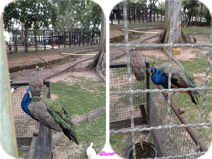 Arac-naturaleza-3.png
