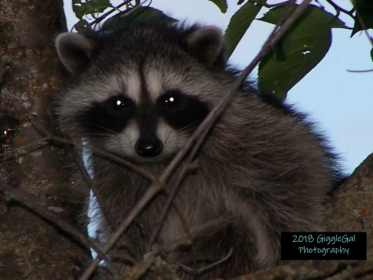 Raccoon GGP 1.png