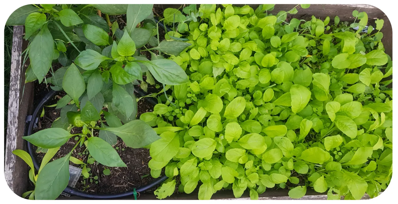 chinese lettuce.jpg