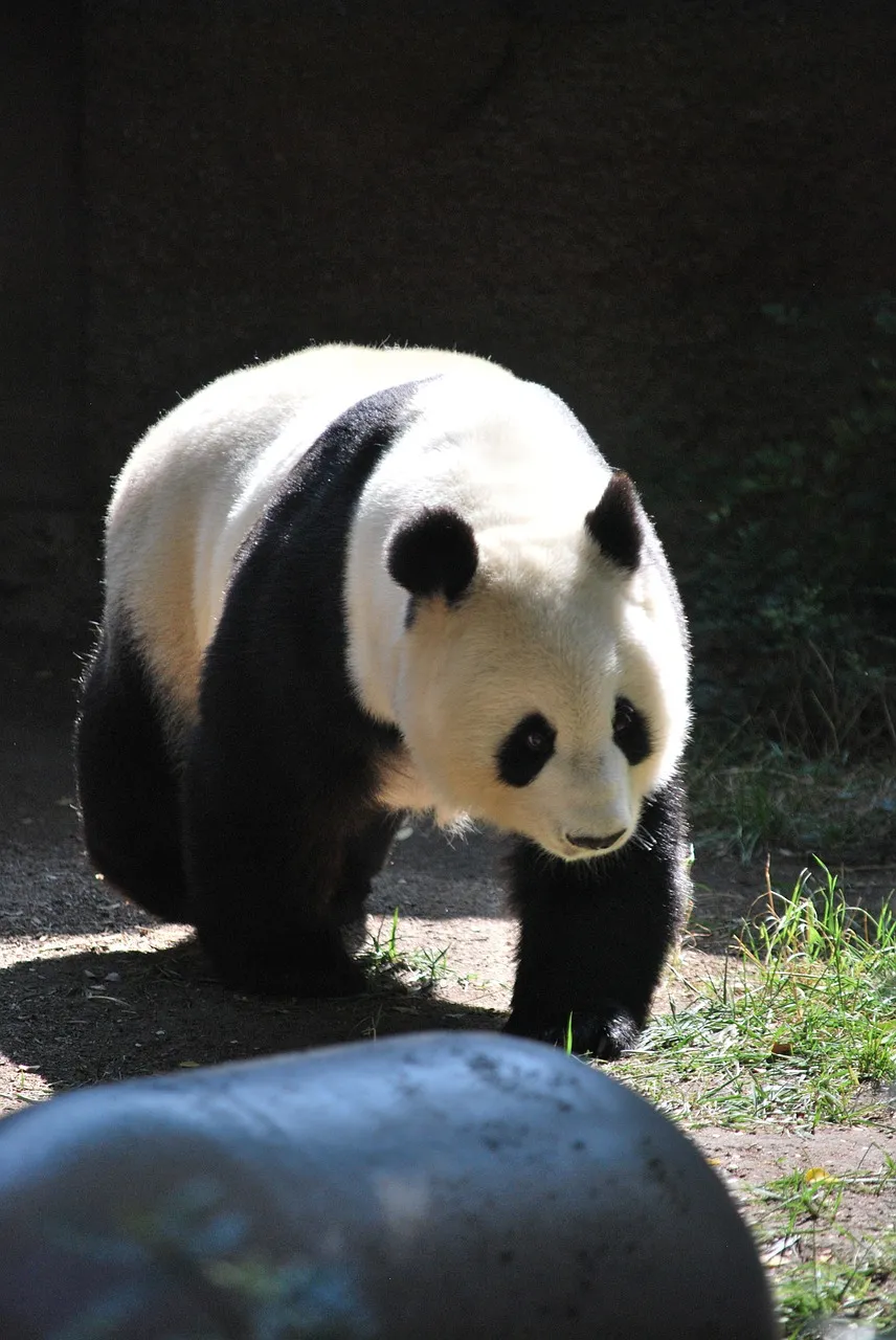 panda-952257_1280.jpg