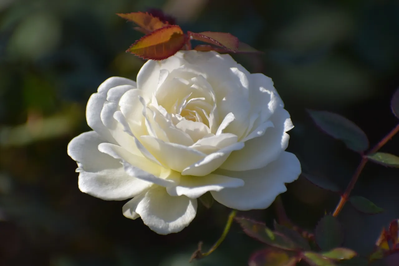 rose-3425769_1920.jpg