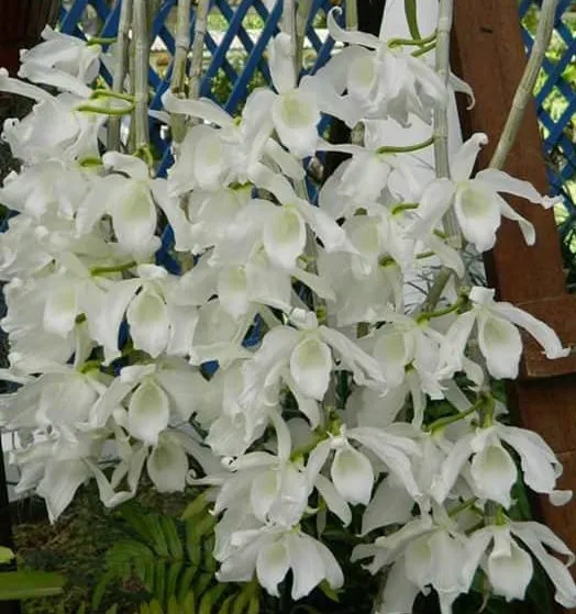white salome .jpg