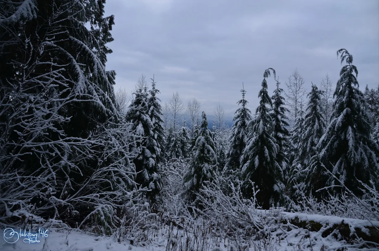 ancient forest1.jpg