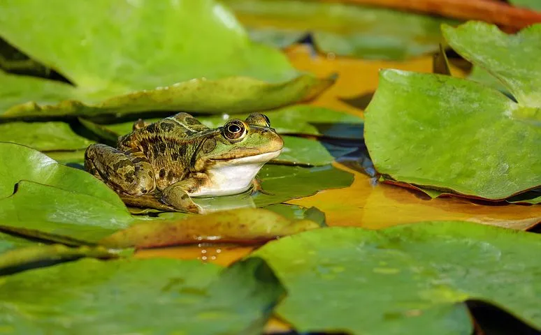 frog-2211972__480.jpg