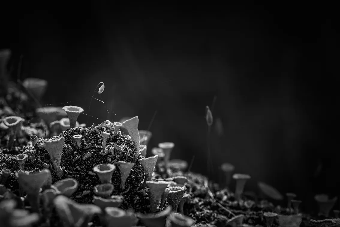 DSC_6357-Exp-2-ST.png