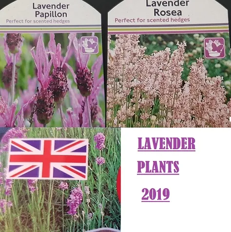 Lacender Plants.jpg