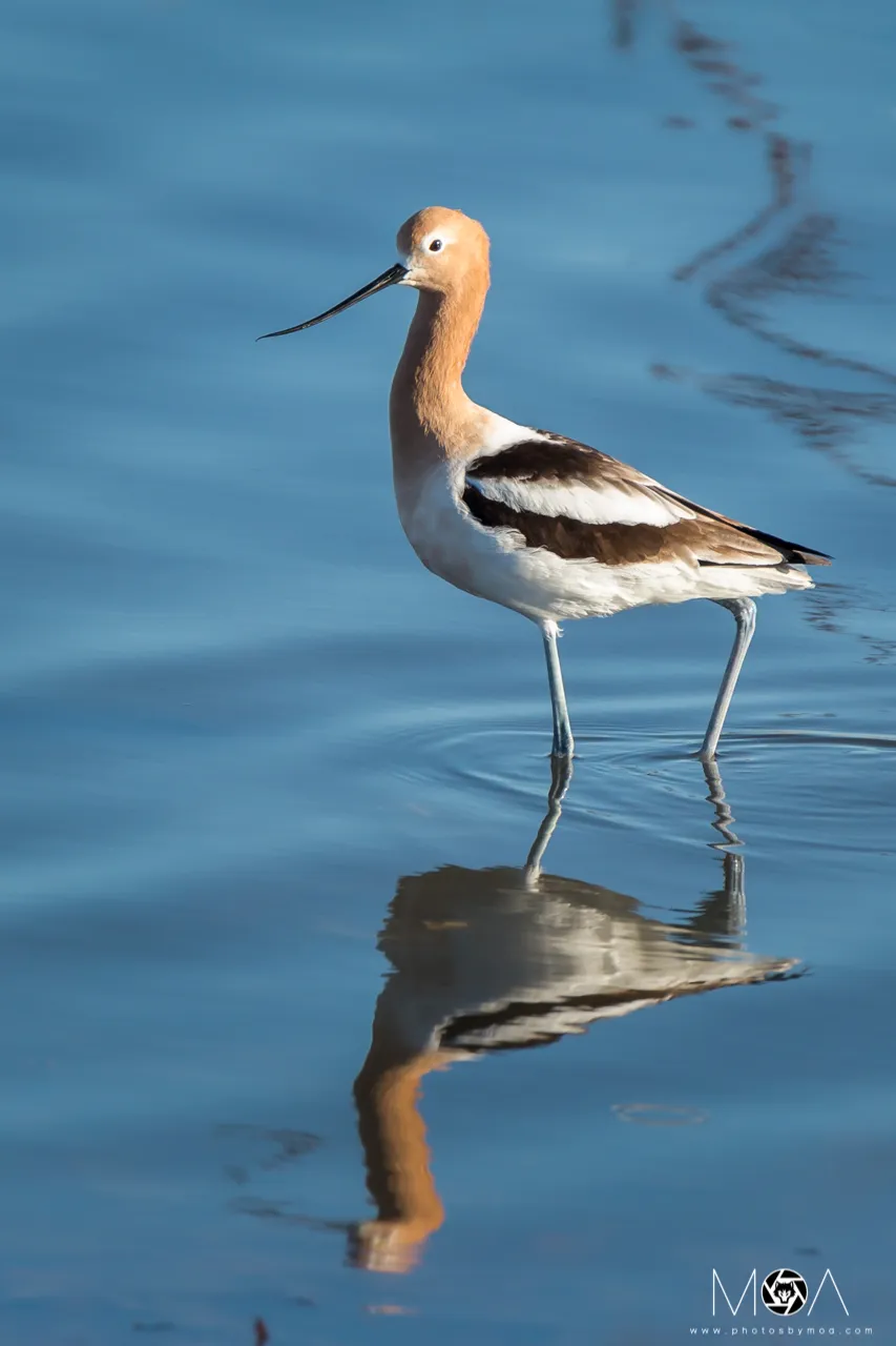 American Avocet.jpg