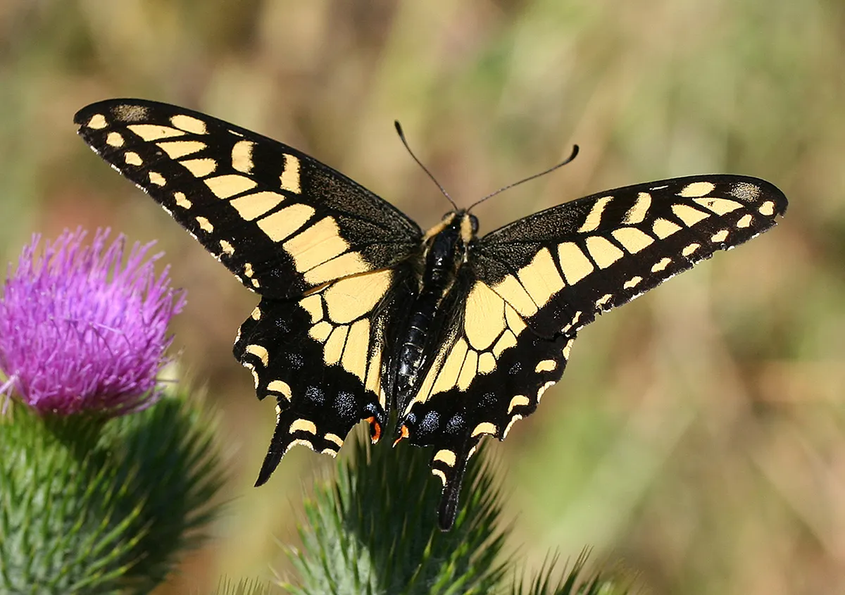 Anise_swallowtail.jpg