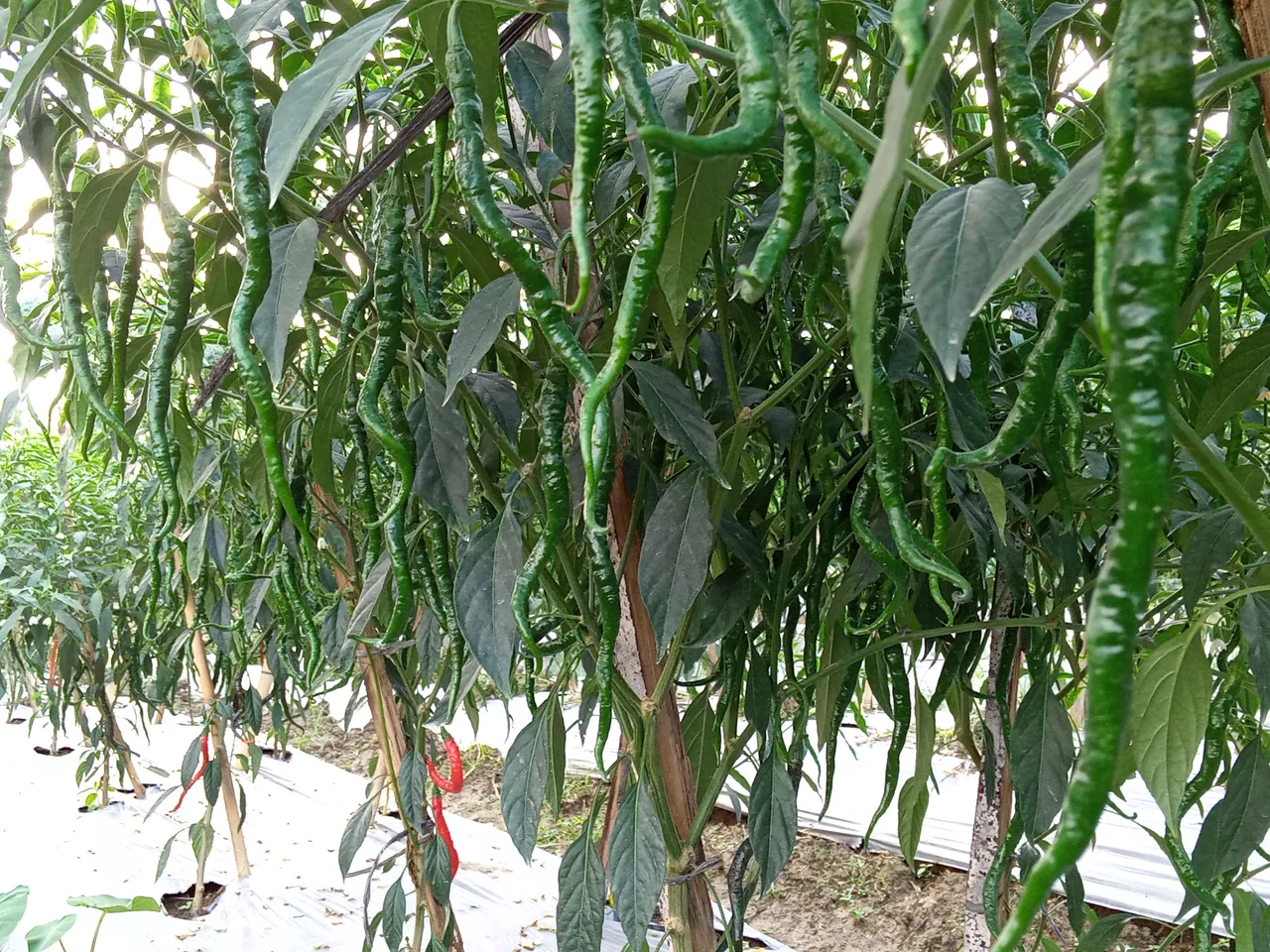 IMG20190920162444.jpg