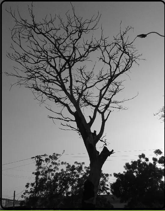 Arbol serpiente.jpg