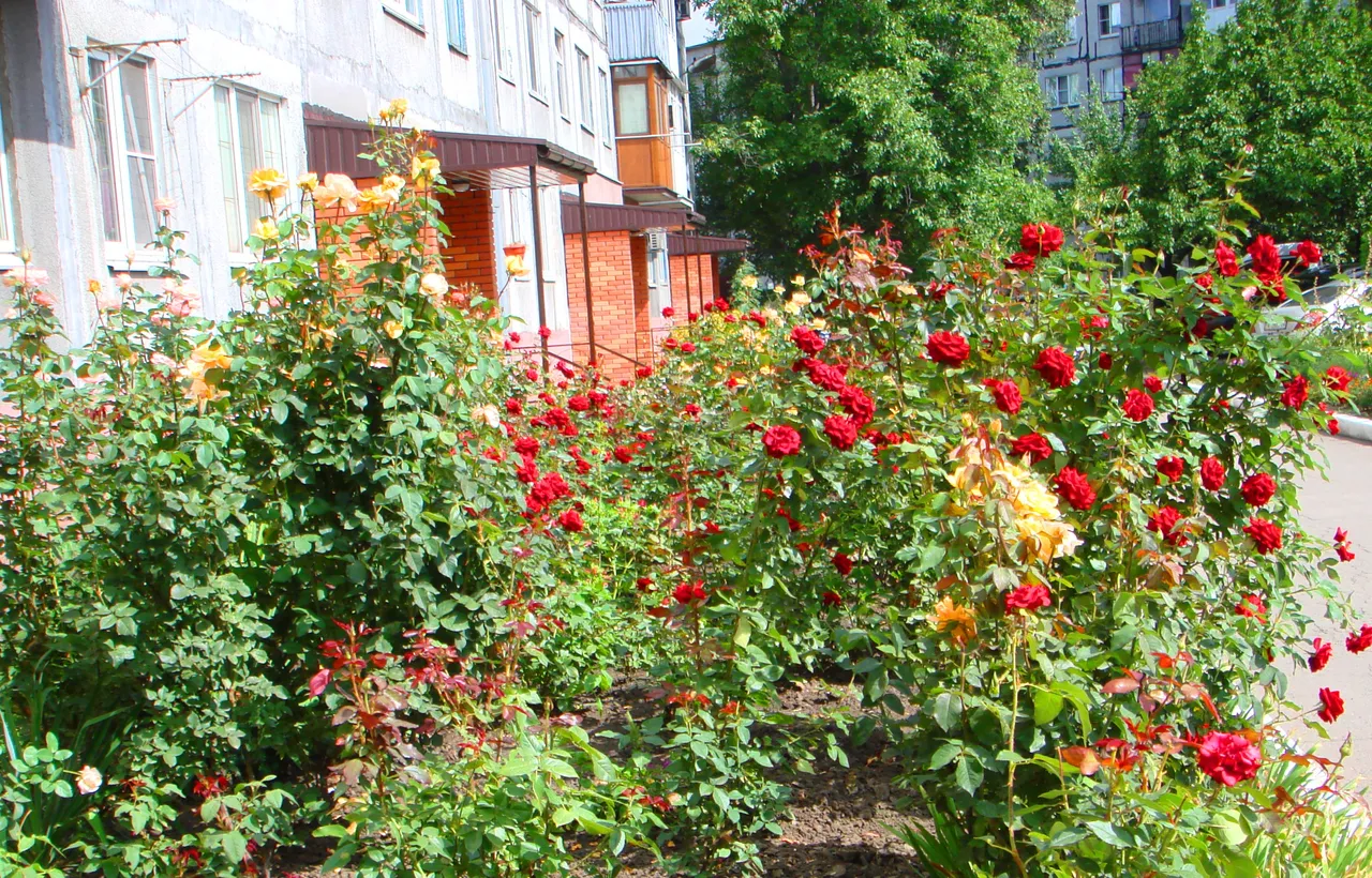 DSC01691-22222222.jpg