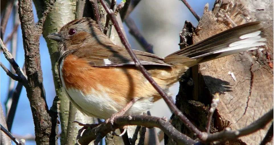 Abert's Towhee5.png