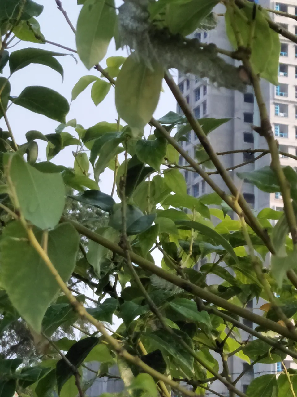 IMG20180822170741.jpg
