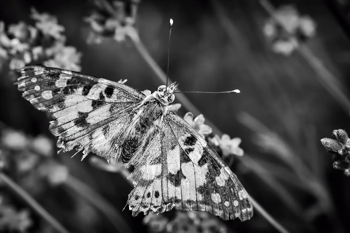 DSC_8292-BW-2-ST2.png