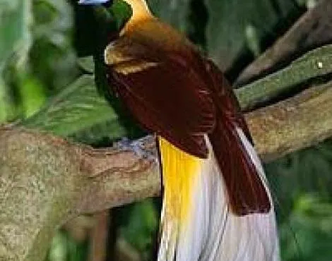 birds_of_paradise.jpg