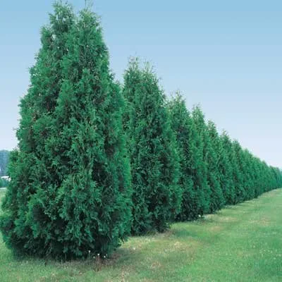 green-giant-thuja.jpg