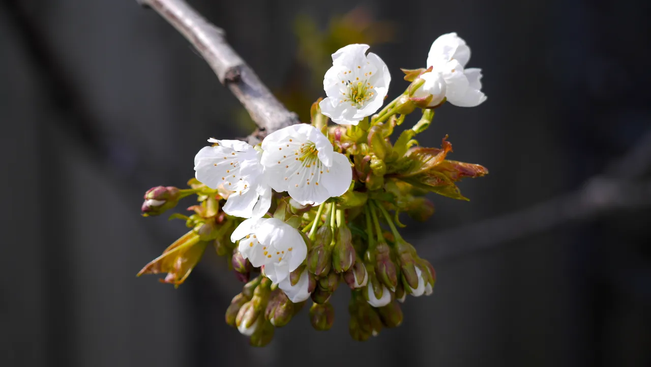 cherry blossoms.jpg