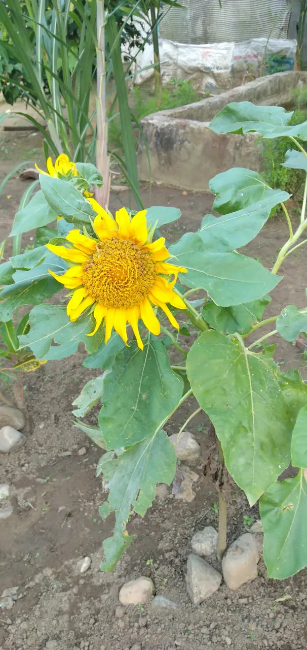 IMG20181225175826.jpg