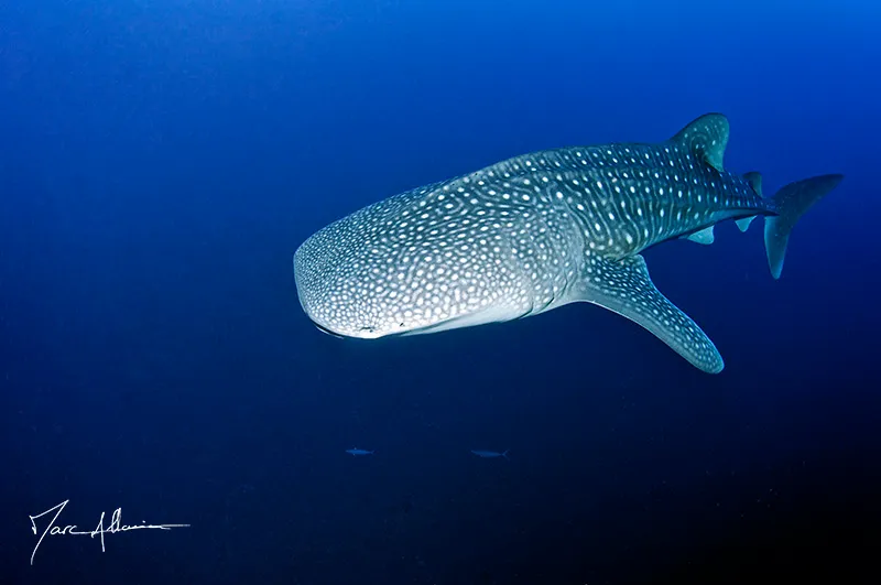requin baleine9.jpg