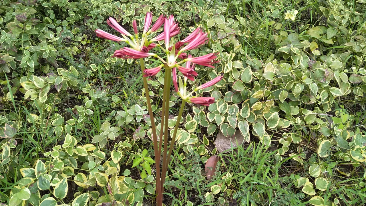IMG20180820064654.jpg