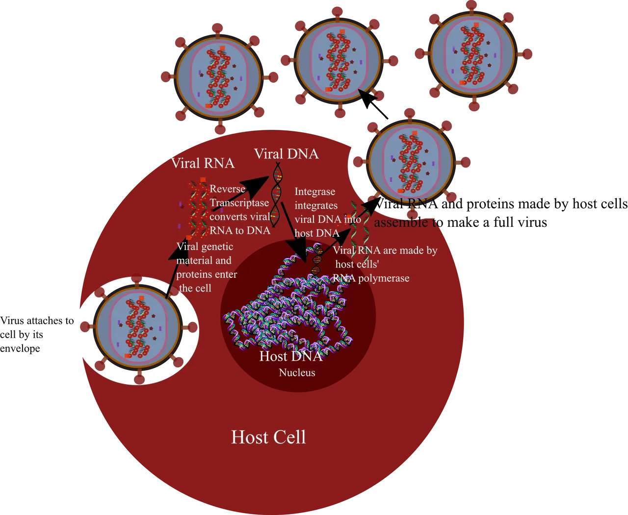 HIV infection-1.png