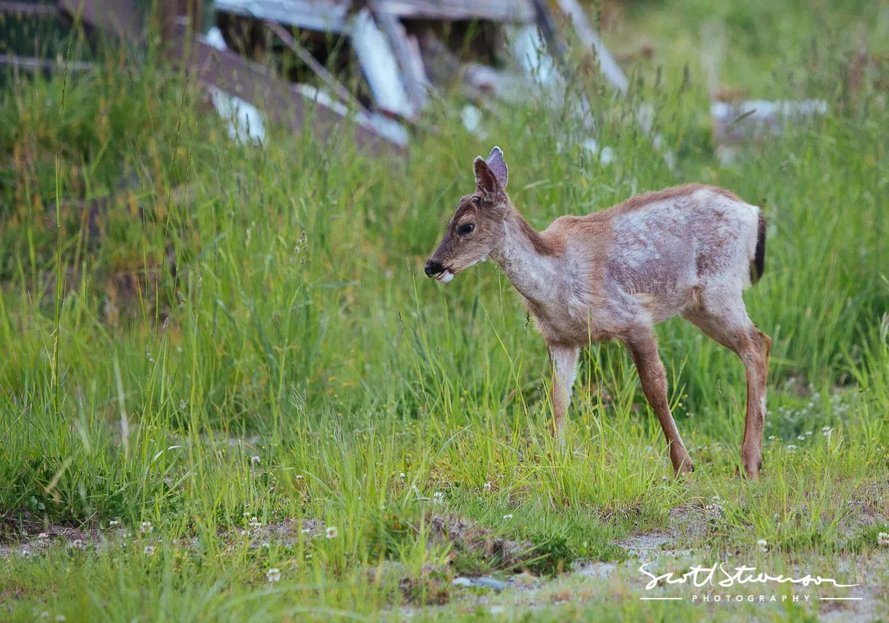 Black-tail Deer-1.jpg