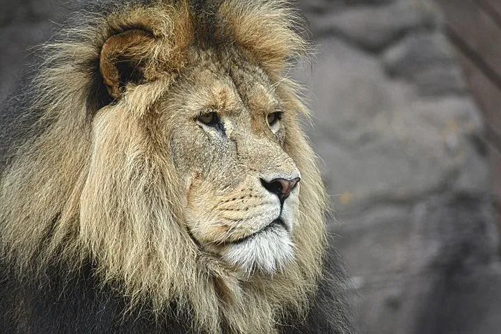 lion-1209289__480.jpg