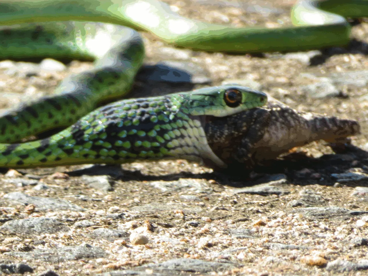 3381_Snake-Lizard.png