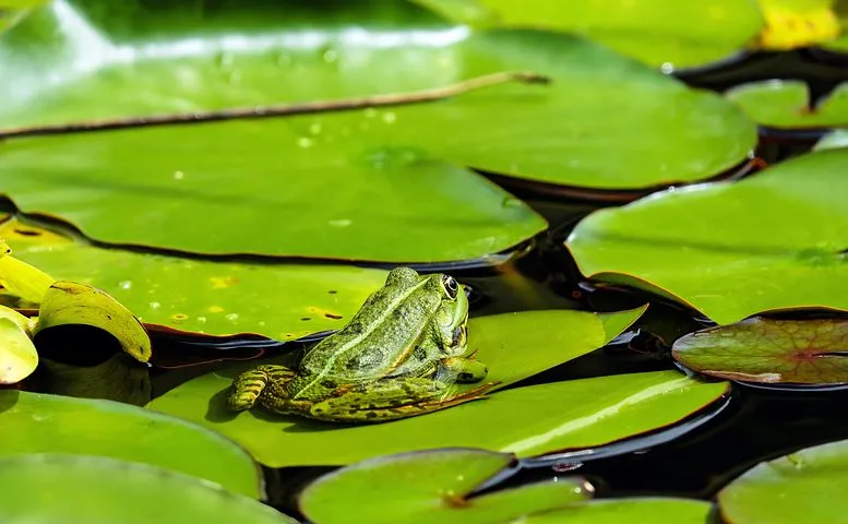 frog-1495034__480.jpg