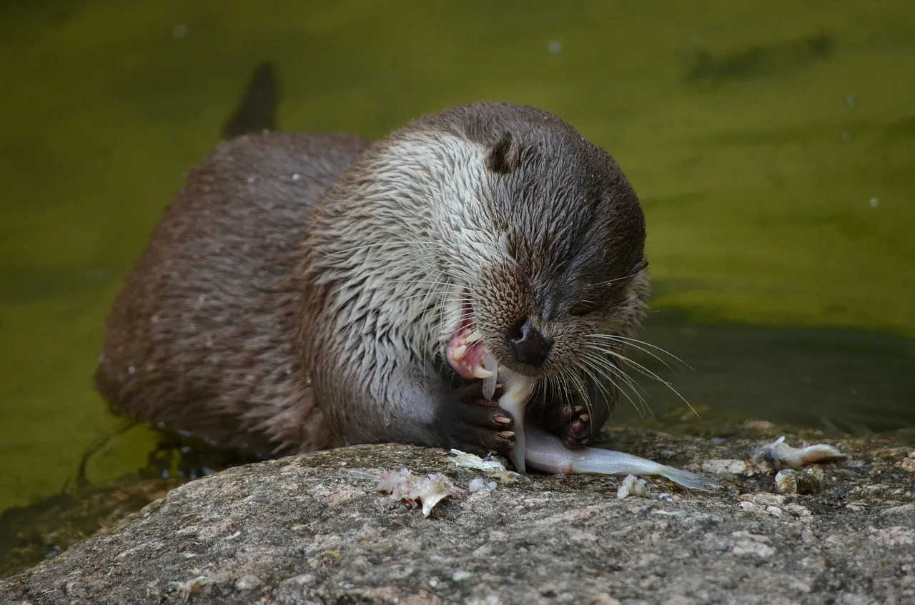 otter-365372_1280.jpg