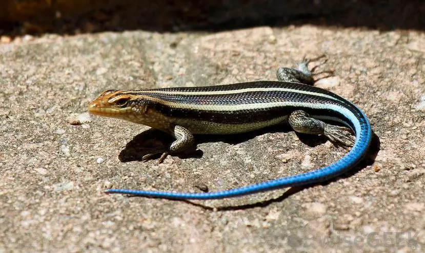 blue-tailed-skink.jpg