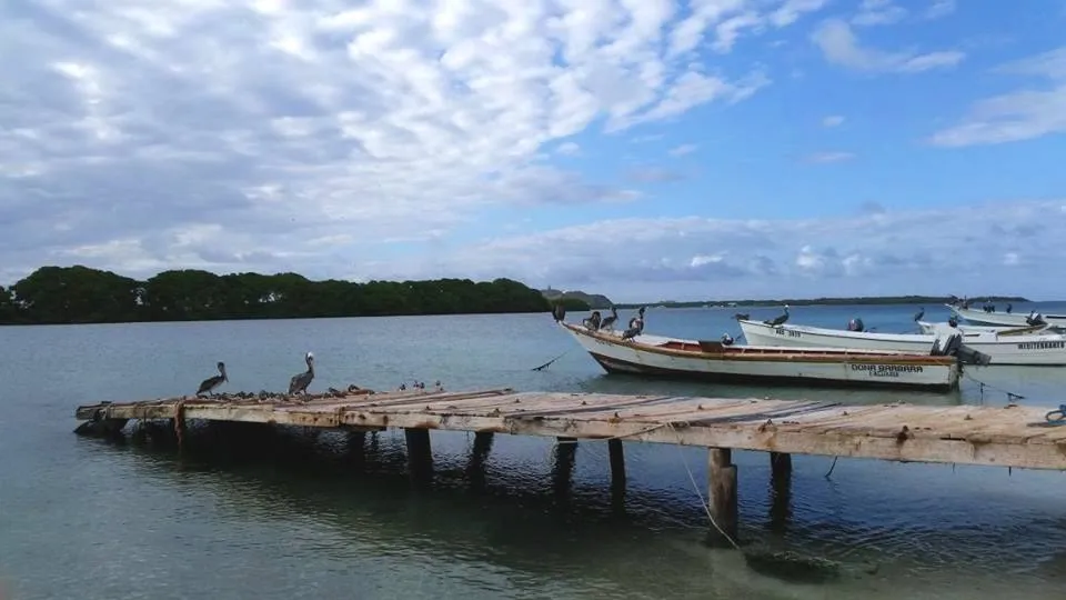 roque pelicanos.jpg