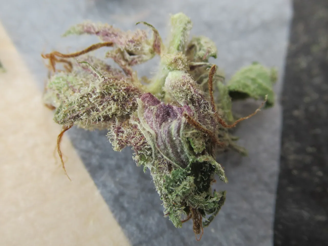 microsplitnugpurp.jpg