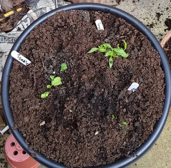 Spring 2019 8.jpg