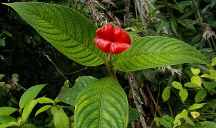 flor-labios-mujer.jpg