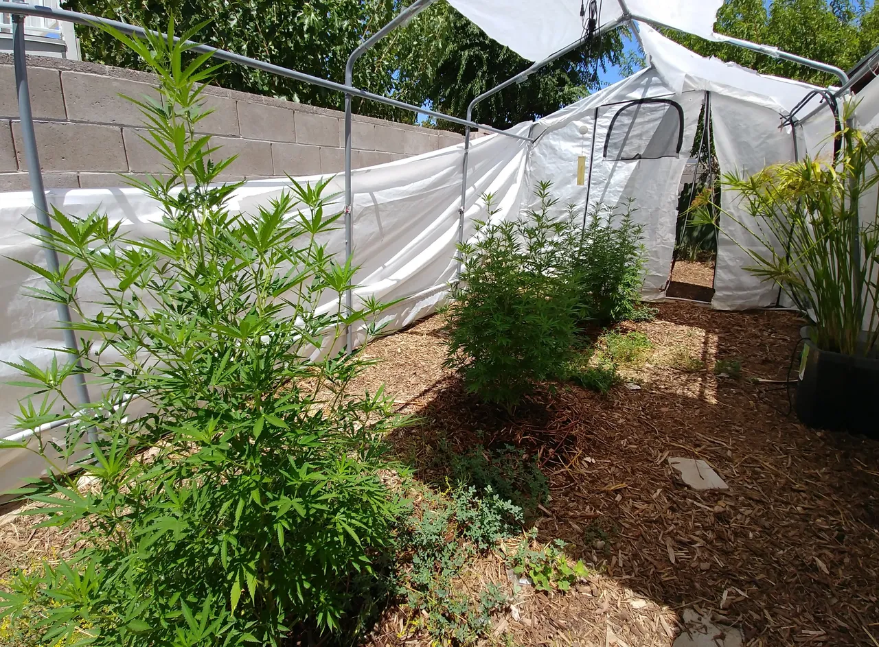 20180719_140158-1.jpg