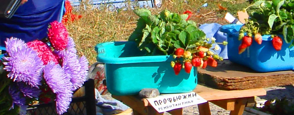 DSC01727-22222222.jpg