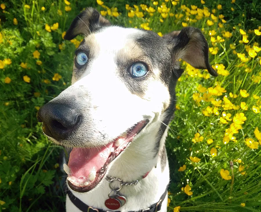 murphydog-summer1.jpg