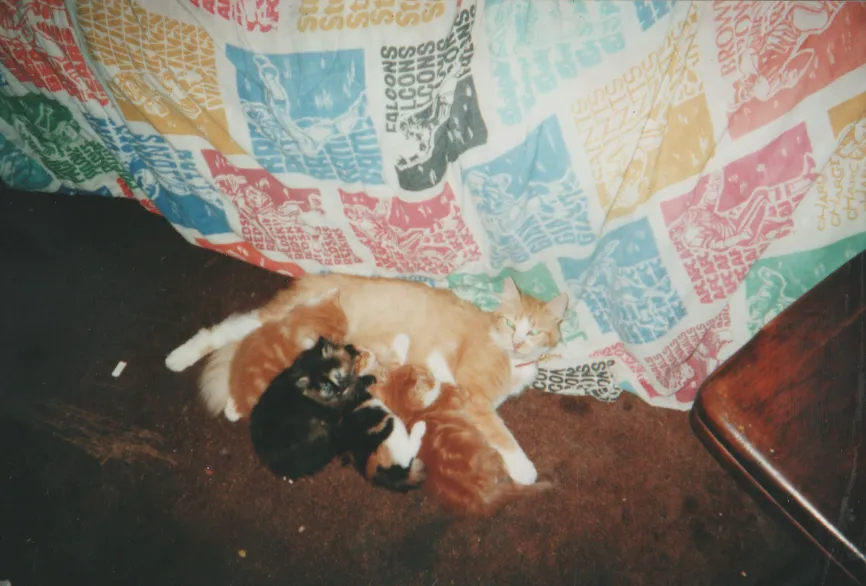 Animals 4pics-3.png