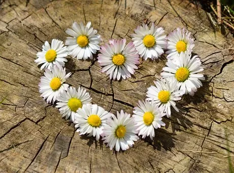 daisy-712892__340.jpg