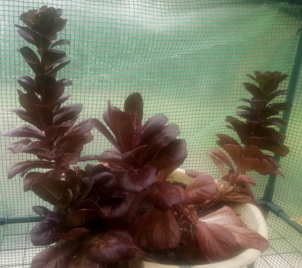 chinese lettuce.jpg