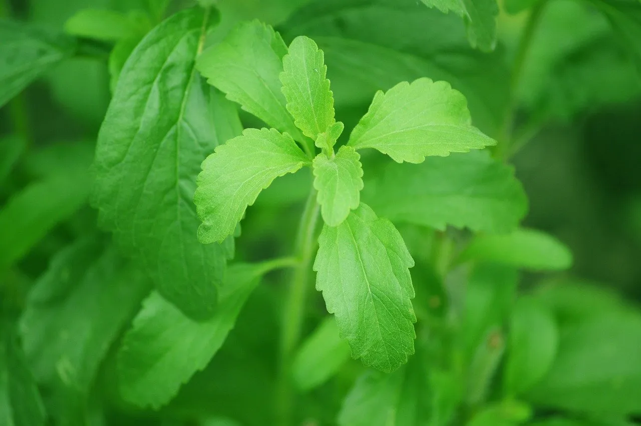 stevia-74187_1280.jpg