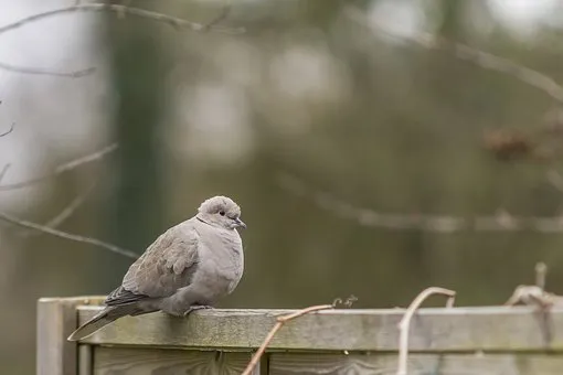 dove-3503957__340.jpg