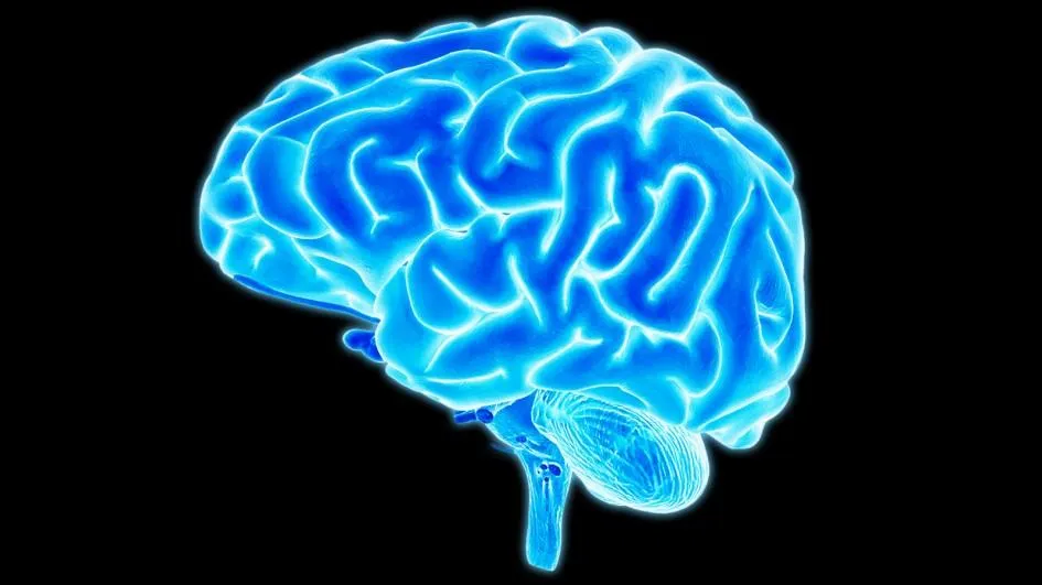 brain.adapt.945.1.jpg