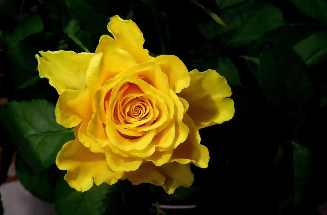 rose-3409752_1920.jpg