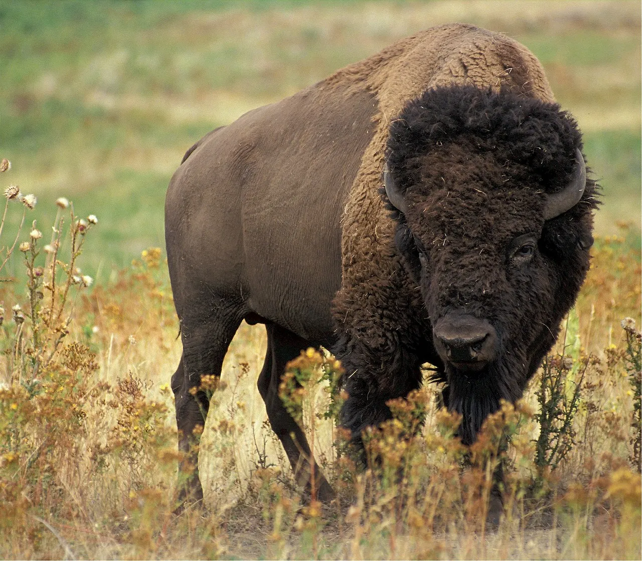 bison-526805_1280.jpg