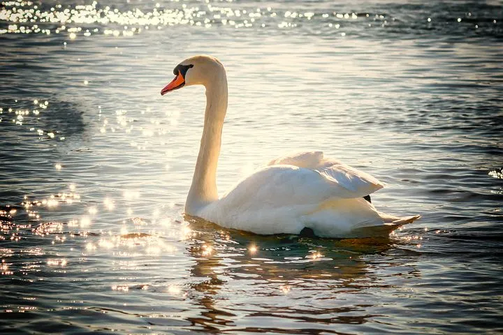 swan-2077219__480.jpg
