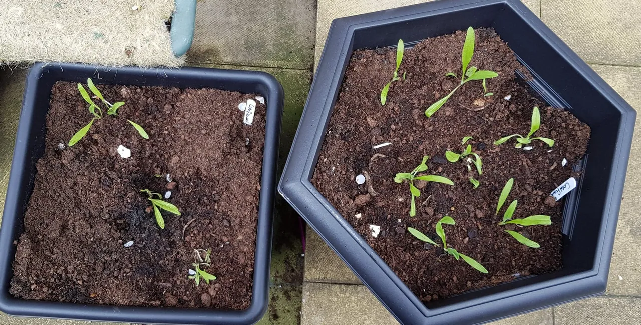 Spring 2019 2.jpg