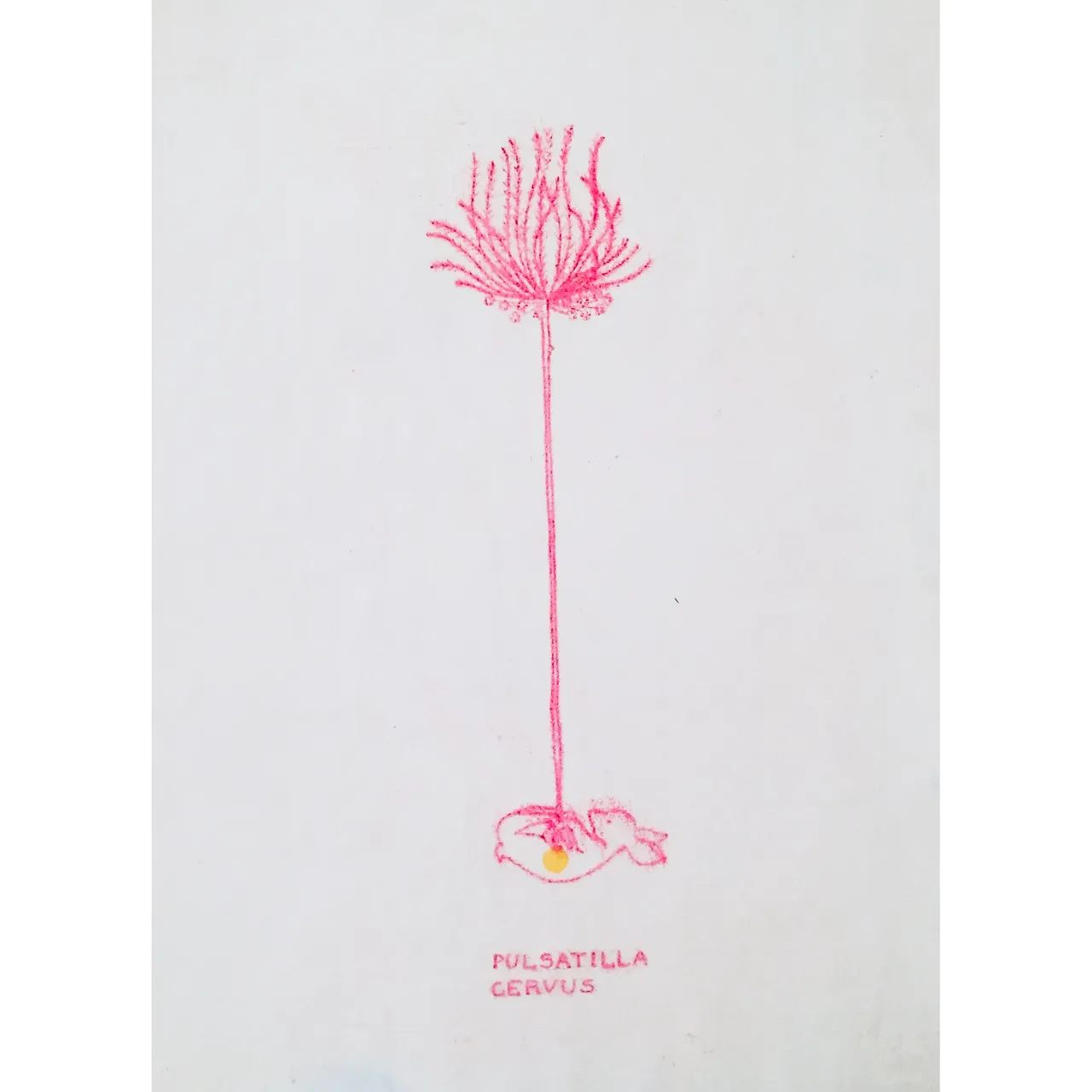 pulsatilla_cervus.jpg